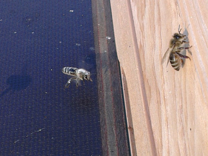 Weiß bestäubte Bienen