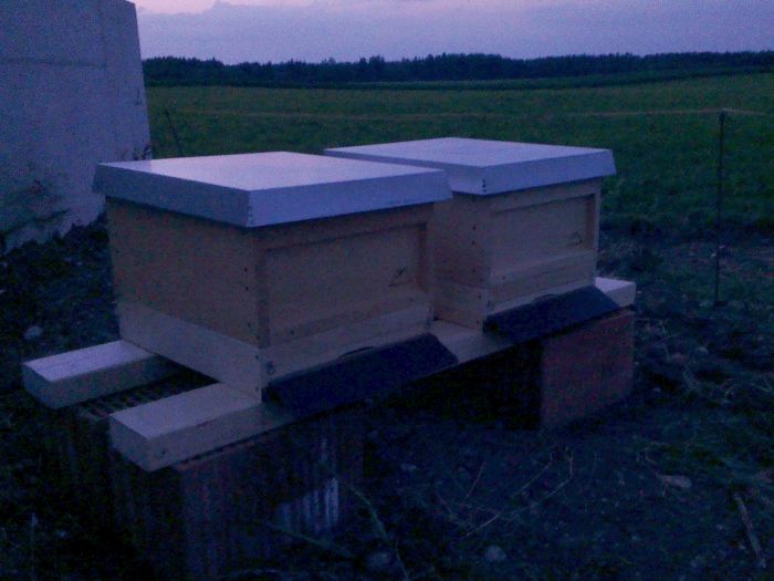 Bienen am neuen Stand in Sollach