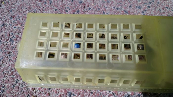 Königin im Zusetz-Käfig