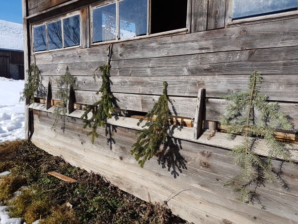 Fluglöcher mit Zweigen verhängt