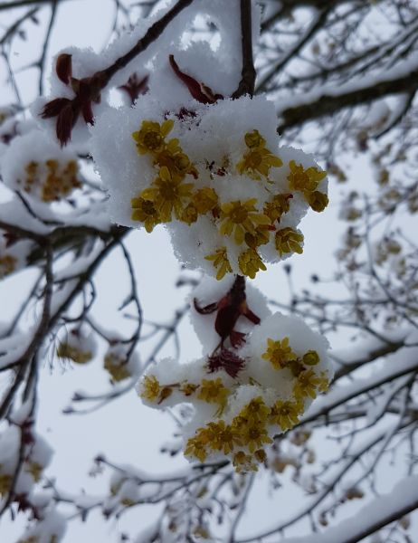 Ahorn-Blüte im Schnee
