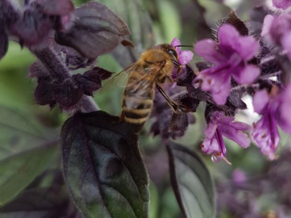 Biene auf Basilikum